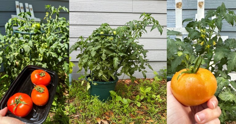 Stitched in Soil: Lessons from a Patio Tomato