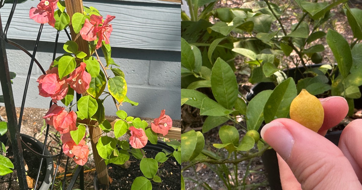 gardening, tips, stitch and snare